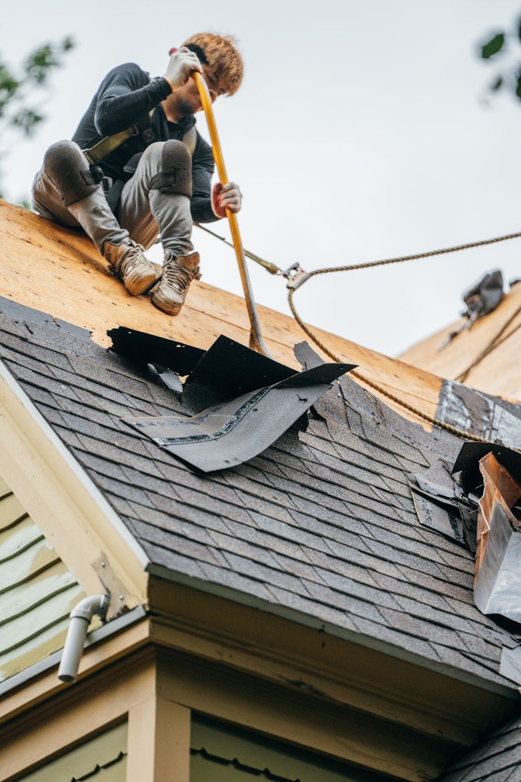 A roofing contractor on a roof removing old shingles. The worker is using a tool to pry up the shingles.